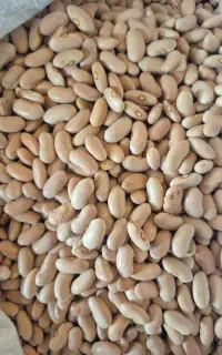 لوبیا کرم کپسول