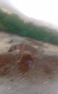 سگ گله ای