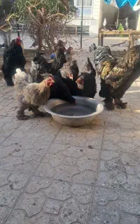 برهما