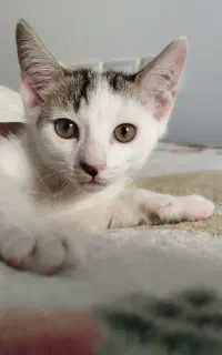 «واگذاری بچه گربه»