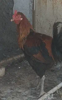 فروش مرغ ، مرغابی ، خروس