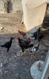 ۱۰ دانه مرغ و خروس لاری
