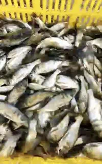 بچه ماهی بیگهد و قزل
