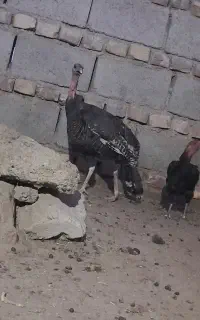 بوقلمون