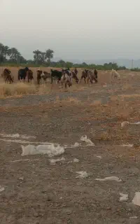 گوسفند فروشی همه شون دونه ای ۱۶
