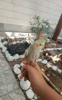 عروس هلندی