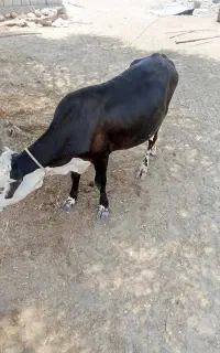گوساله نرفروشی چاق