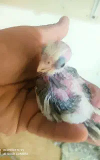 فروش ، جوجه عروس و کوتوله ، بندرلنگه