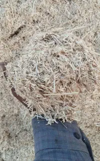 کاه گندم دیم کمباین کاهکوب وکاه دیم خرمنکوب
