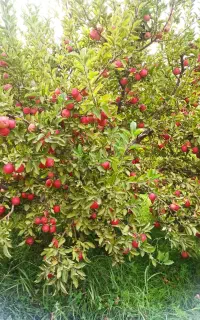 یک باغبان  برای باغ ایندرقاش