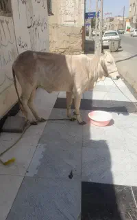 گوشت گوساله وطنی کشتار امروز کیلویی۱/۲۰۰