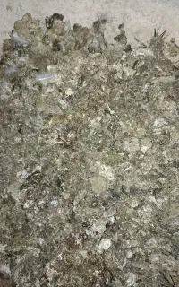 کود کبوتر
