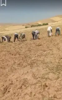 سرکارگر کشاورزی