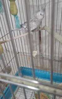 عروس هلندی ماده