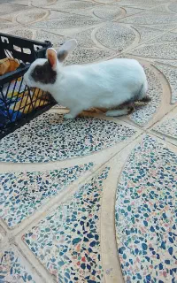 خرگوش