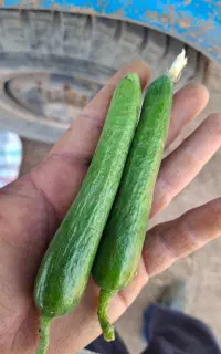 خیار خیارشوری  درجه یک  قلمی