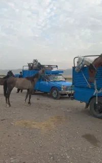 بزرگترین  مجموعه خریدو فروش اسب مادیان در غرب کشور