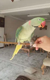 شاه طوطی سخنگو،صحبت کن، دستی