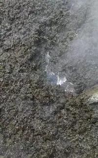 سبزی سرخ شده