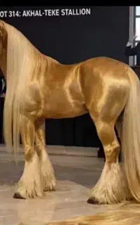 rider اسب