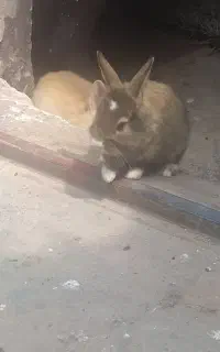 خرگوش نژاد لوپ