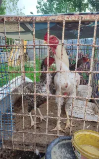 خروس لاری