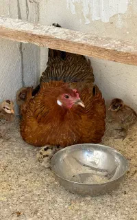 مرغ کرچ با جوجه