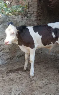 گوساله سیمینتال 4 ماهه قطع شیر نر