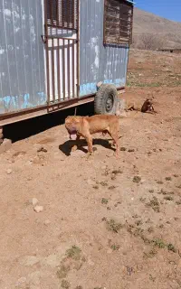 واگذاری سگ
