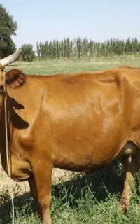 گاو و گوسفند جامعه هدف