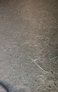 فروش جو دامی
