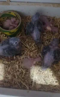 گرینچیک  پایین اپل و آناناسی و دبل رد