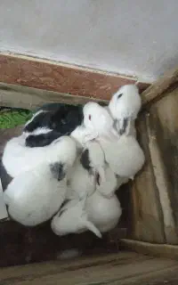 بچه خرگوش شماره تلفن