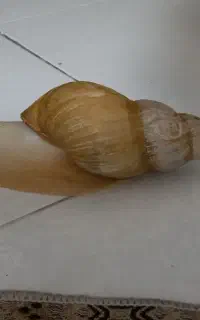 سوپر حلزون آلوبینو