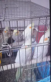 چند تا عروس هلندی گلباغالی