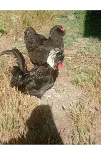 خروس