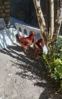 مرغ خروس