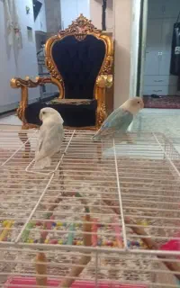دوجفت کوتوله  نر ماده   تخم گزار