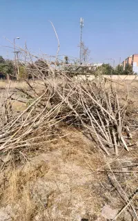 چوب خشک رایگان