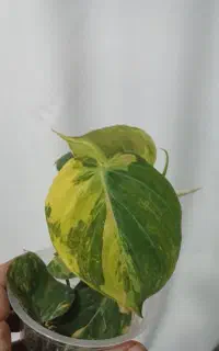 گل خاص میکانز تری کالر