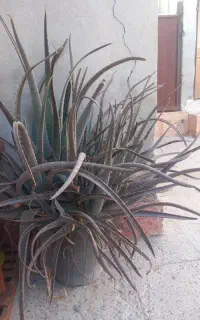 گل آلوئه وراء خیلی پر