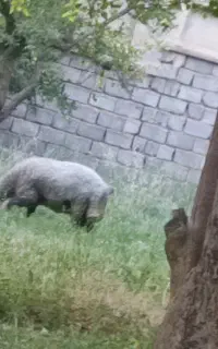 بره قوچی بختیاری و بره ماده دو رگ خوب مخصوص داشت