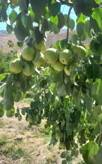 گلابی