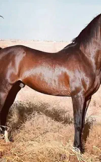 خرید فروش انواع اسب ها