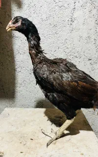 مرغ لاری