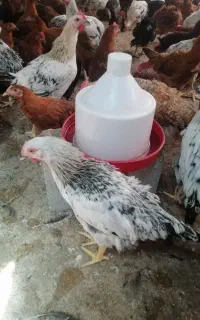 جوجه مرغ و خروس 4ماهه