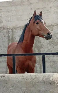 نریان عرب آس