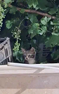 بچه گربه بی مادر واگذار میشه