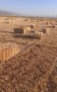 علوفه بسته بندی گندم