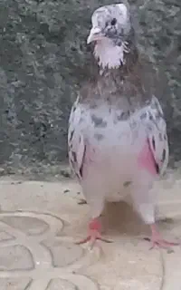 کبوتر سرور